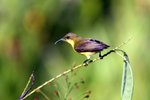 108 Olive-backed Sunbird