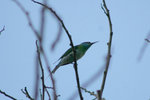 110 Blue-throated Beeeater