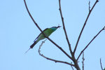 111 Blue-throated Beeeater