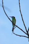 112 Blue-throated Beeeater