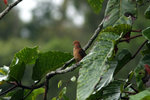FH_27 Little Cuckoo-dove
