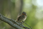 Ch_92 Rufous-collared Sparrow