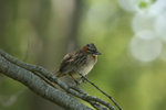 Ch_93 Rufous-collared Sparrow