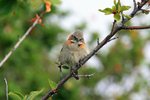 P_053 Rufous-collared Sparrow