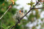 P_054 Rufous-collared Sparrow