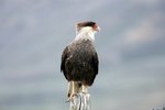 P_087 Crested Caracara