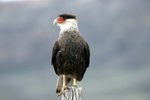 P_088 Crested Caracara