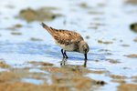 P_141 Baird's Sandpiper