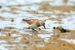 P_142 Baird's Sandpiper