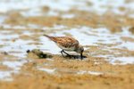 P_143 Baird's Sandpiper