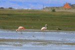 P_144 Chilean Flamingo