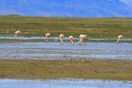 P_145 Chilean Flamingo