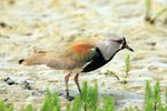 P_146 Southern Lapwing