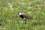 P_147 Southern Lapwing