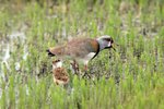 P_148 Southern Lapwing