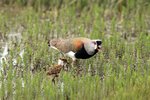 P_149 Southern Lapwing