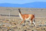 P_150 Guanaco