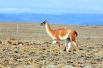 P_151 Guanaco