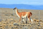P_152 Guanaco