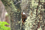 P_162 White-throated Treerunner