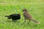 Ig_004 Chalk-browed Mockingbird & Cowbird Chick