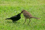 Ig_005 Chalk-browed Mockingbird & Cowbird Chick