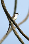 Ig_060 Fork-tailed Flycatcher