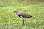 Ig_083 Southern Lapwing