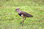 Ig_084 Southern Lapwing