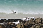 Pe_024 Brown-hooded Gull & South American Tern