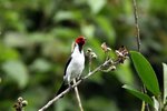 507_Red-capped Cardinal