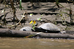 728_Side-necked Taricaya Turtle