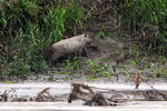 731_Capybara