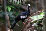 796_Blue-throated Piping-Guan