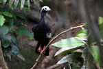 797_Blue-throated Piping-Guan