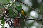 816_Green-and-gold Tanager