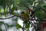 817_Green-and-gold Tanager