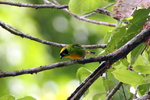 818_Green-and-gold Tanager