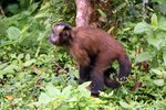421_Brown Capuchin Monkey