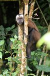 422_Brown Capuchin Monkey