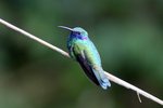 428_Sparkling Violetear