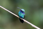 429_Sparkling Violetear