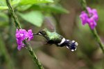 434_Wire-crested Thorntail
