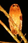 441_Rufescent Screech-Owl