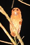 442_Rufescent Screech-Owl