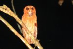 443_Rufescent Screech-Owl