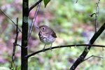 445_Swainson's Thrush