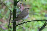 446_Swainson's Thrush
