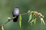 450_Many-spotted Hummingbird