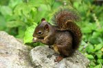 451_Sanborn's Squirrel
